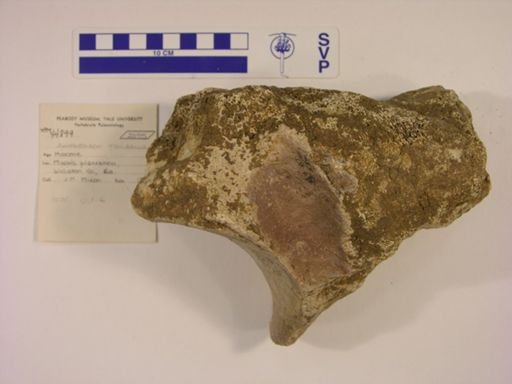 Amebelodon floridanus