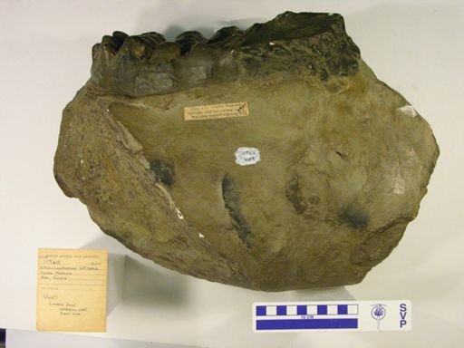 Stegolophodon latidens