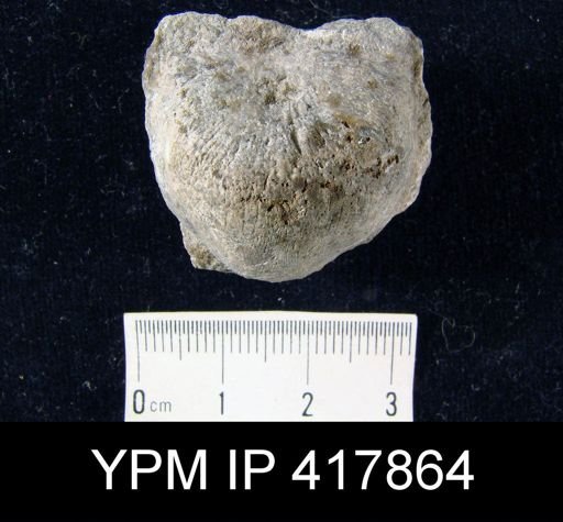 Strophonella cavumbona