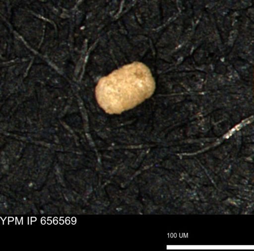 undet. Foraminiferida