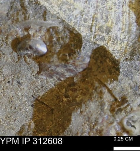 undet. Cephalopoda
