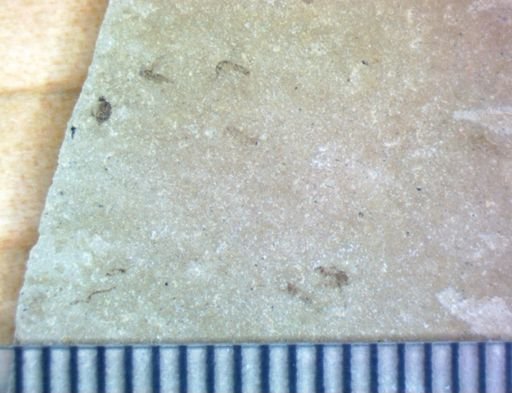 undet. Hexapoda