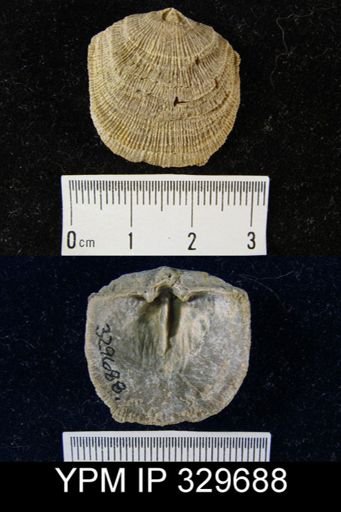 Derbyia sp.