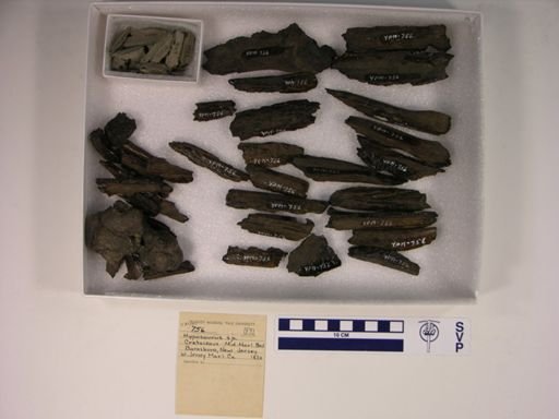 Thoracosaurus