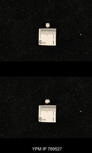 undet. Bryozoa