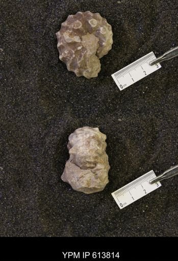 Neogastroplites sp.