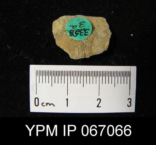 Stropheodonta canace