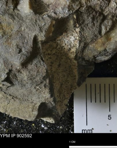 undet. Bivalvia