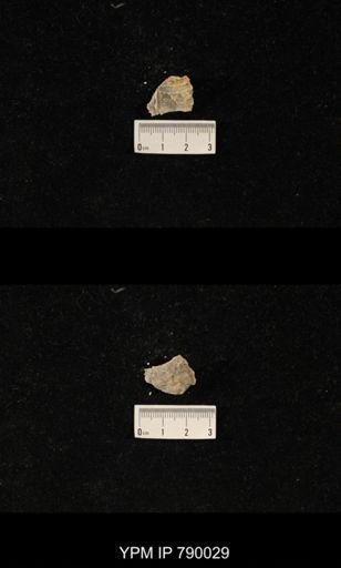 Leptodus sp.