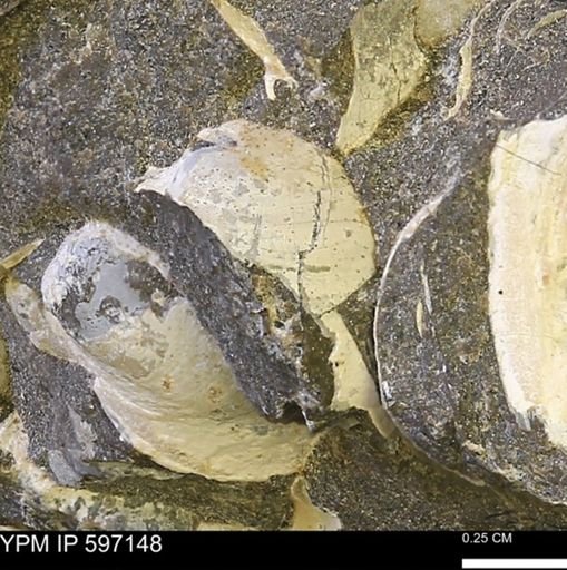 Limopsis striatopunctatus