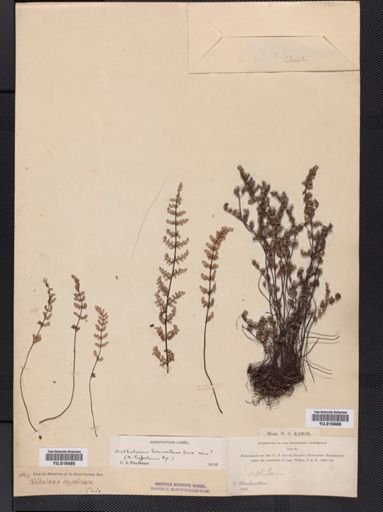 Notholaena