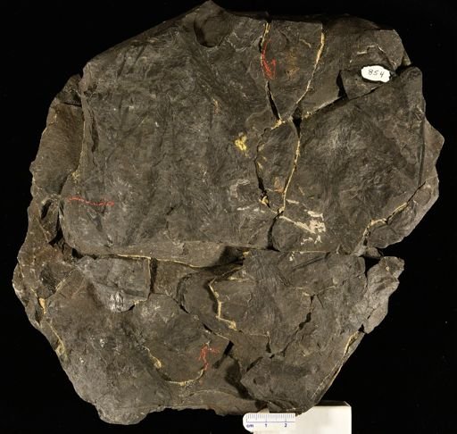 Asterophyllites equisetiformis