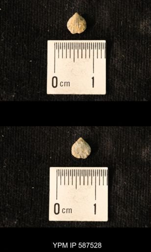 Camarotoechia whitei