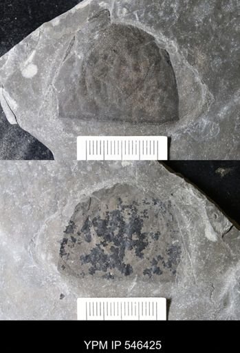 undet. Eurypterida