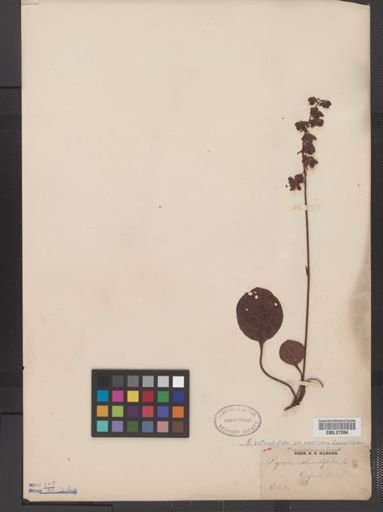Pyrola rotundifolia americana