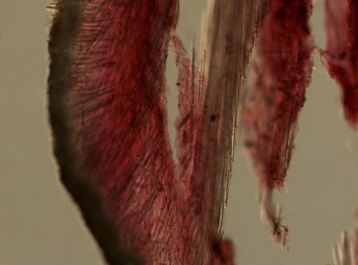 Polymastia