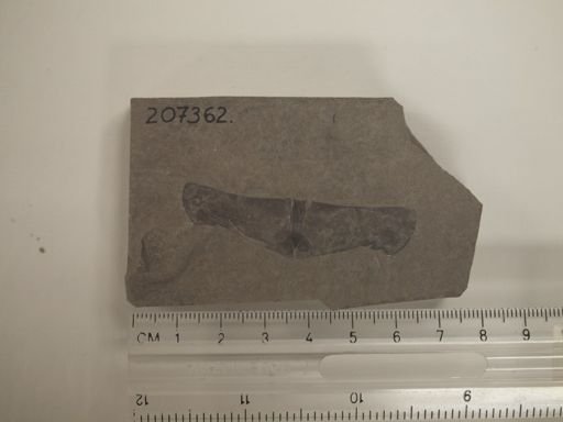 Eurypterus sp.