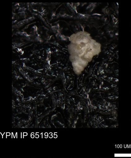 undet. Heterohelicidae
