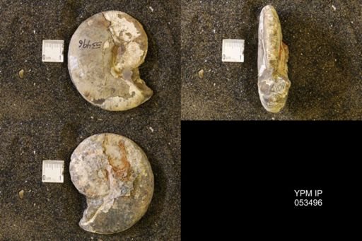 Hoploscaphites nicolletii