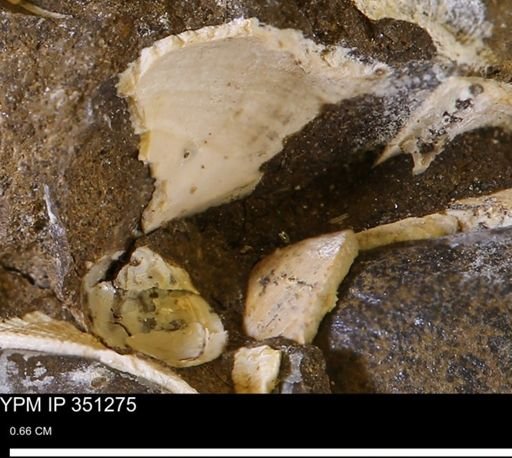 undet. Bivalvia