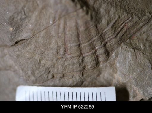 undet. Bivalvia