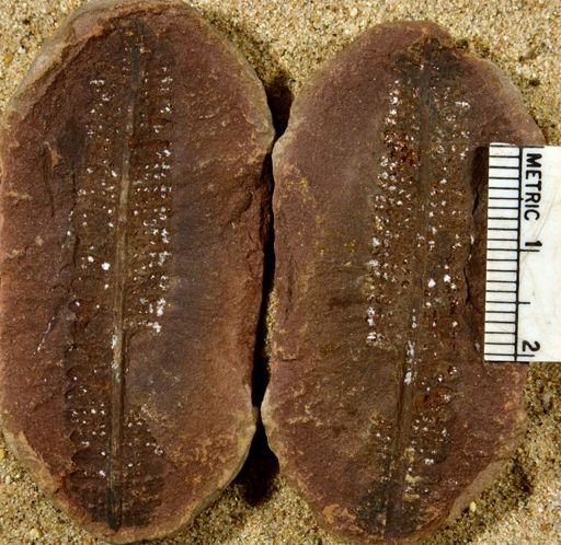 Pecopteris