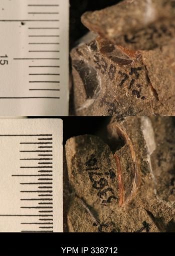Protocardia subquadrata