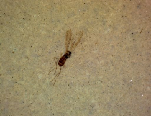 Hemiptera?