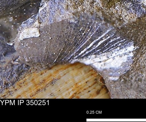 Limopsis striatopunctatus