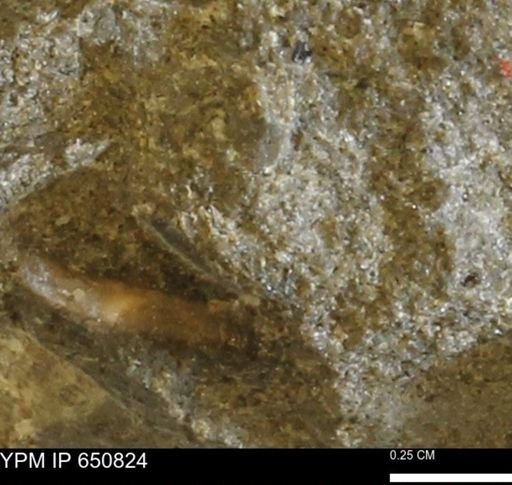 undet. Bivalvia
