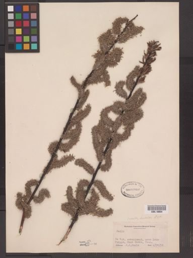 Salix discolor
