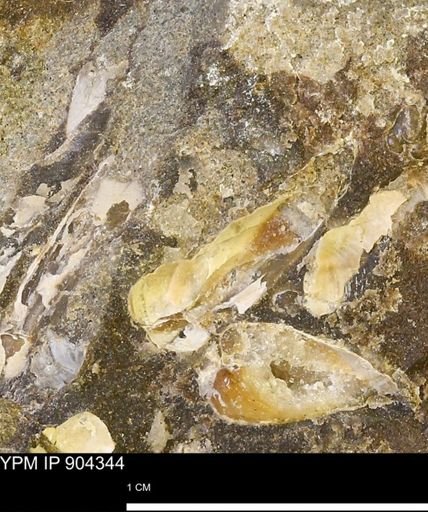 undet. Mollusca