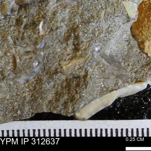 undet. Bivalvia