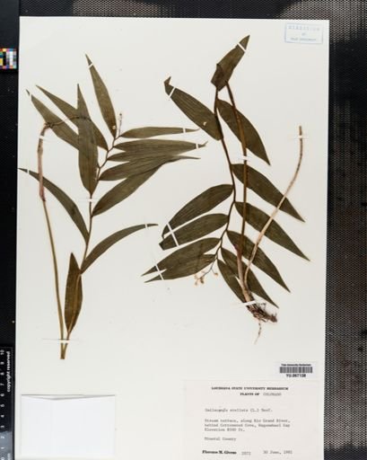 Plantae