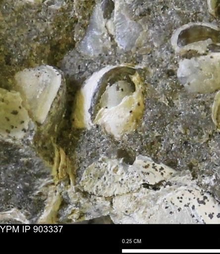 Corbulamella sp.