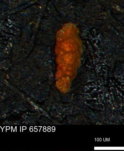 Verneuilina canadensis