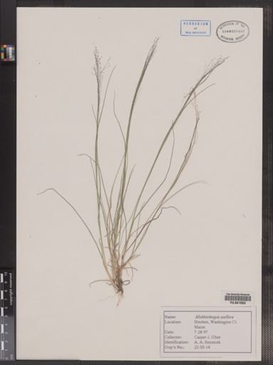 Plantae