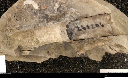 Baculites