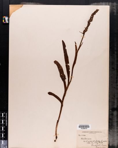 Habenaria