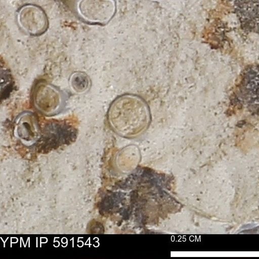 Serpulidae