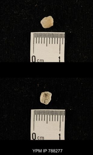undet. Brachiopoda