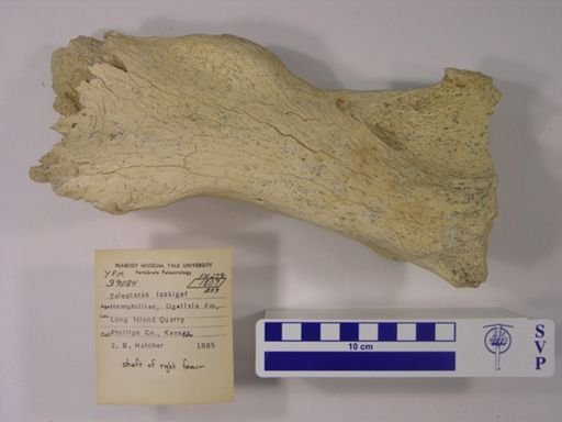 Teleoceras fossiger