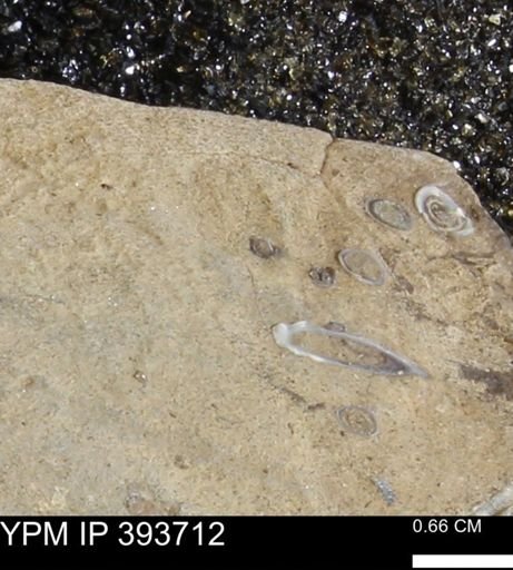 undet. Serpulidae