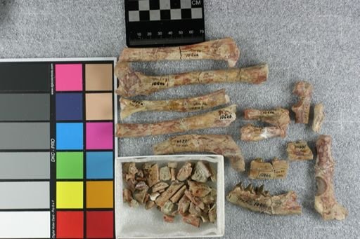 Daphoenus hartshornianus