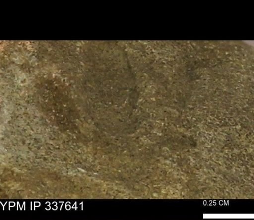 undet. Mollusca