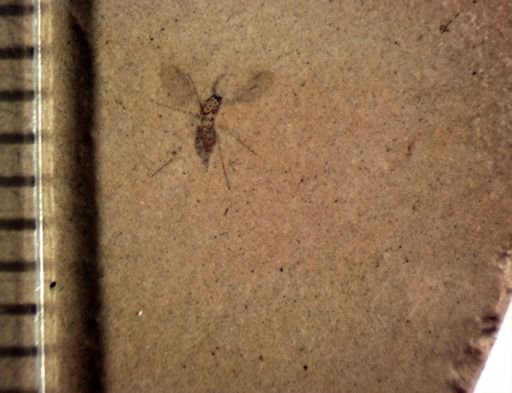 undet. Diptera