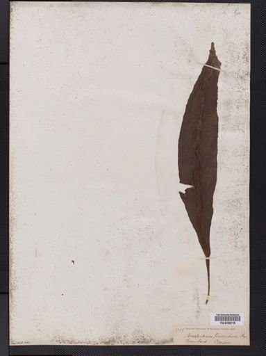 Elaphoglossum