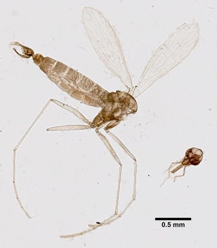 Lutzomyia anthophora