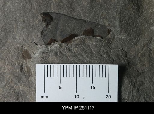 undet. Eurypterida