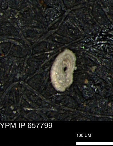 Spirolocammina subcircularis